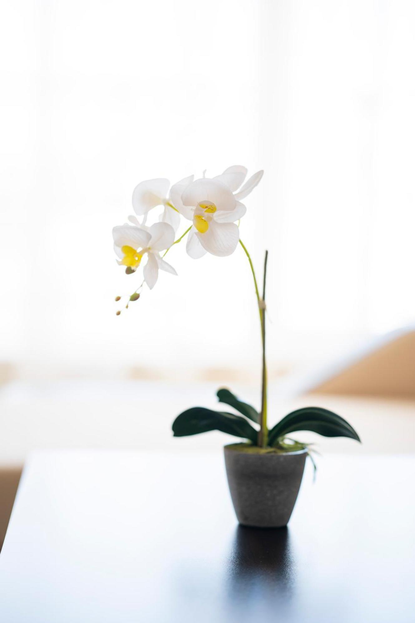 Sveti Vlas Apartments Ngoại thất bức ảnh
